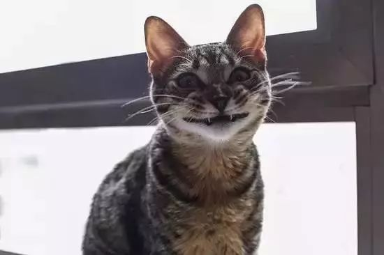 千万别养猫,来自万千网友的血泪控诉