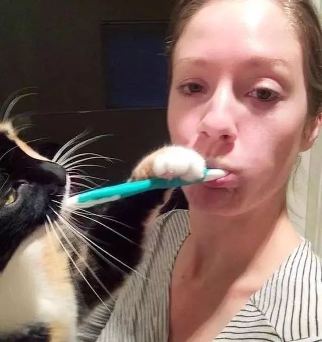 千万别养猫,来自万千网友的血泪控诉