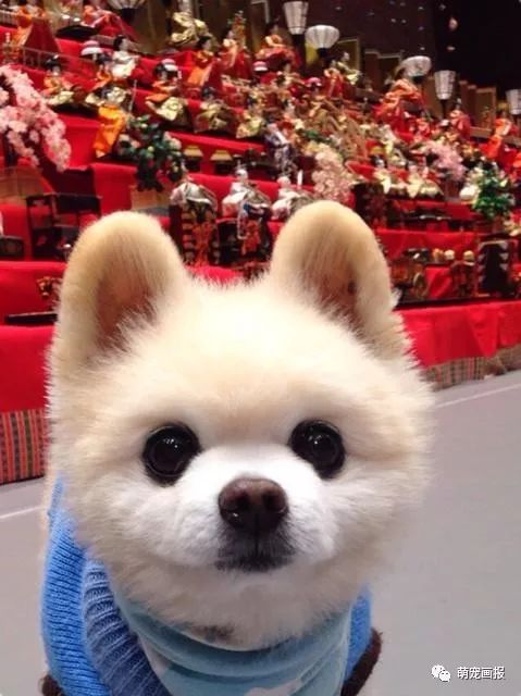 博美犬俊介君,日本博美犬俊介君