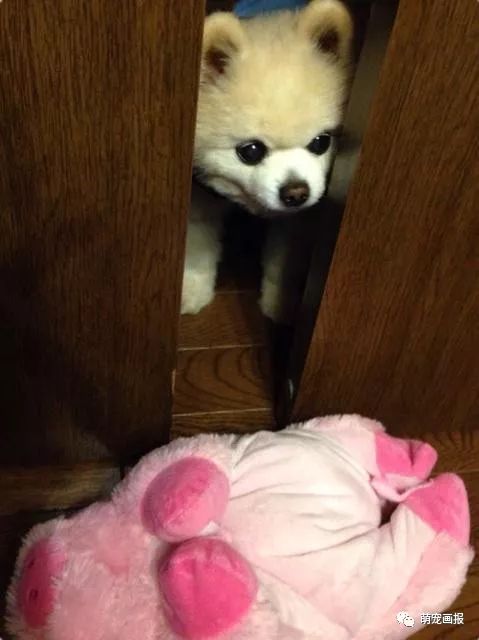 博美犬俊介君,日本博美犬俊介君