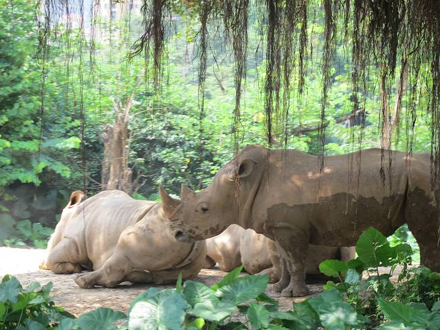 广东长隆亲子游推荐4-5天游,北京到广州长隆攻略亲子游三天