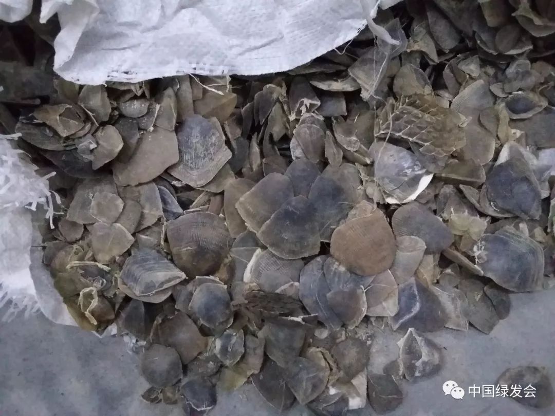 中药医保基金不予支付,穿山甲禁用吗