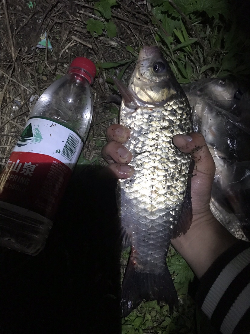 水库夜钓鲤鱼草鱼视频,水库夜钓大鲤鱼