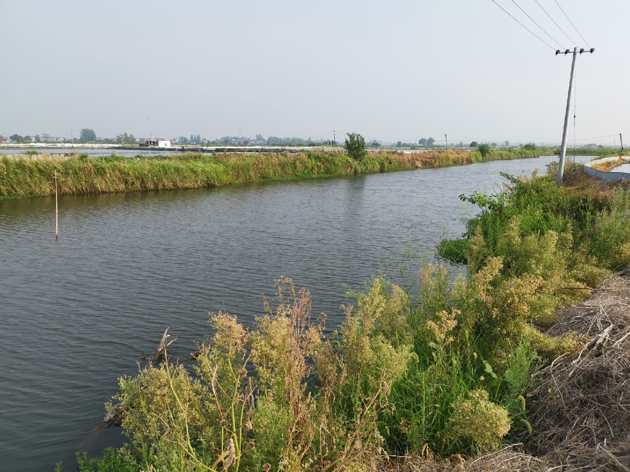 野河大板鲫钓着过瘾还好吃,野河大板鲫喜欢吃什么样的饵料