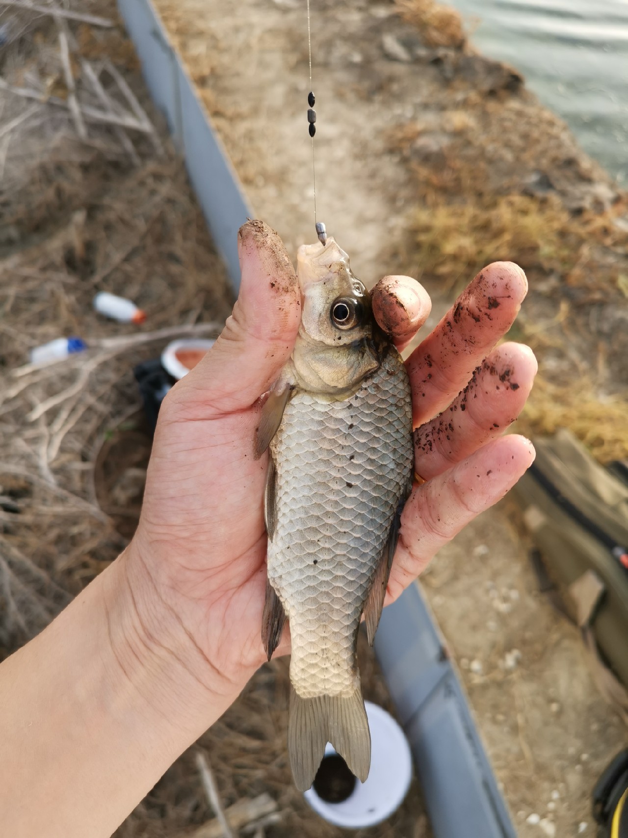 野河大板鲫钓着过瘾还好吃,野河大板鲫喜欢吃什么样的饵料