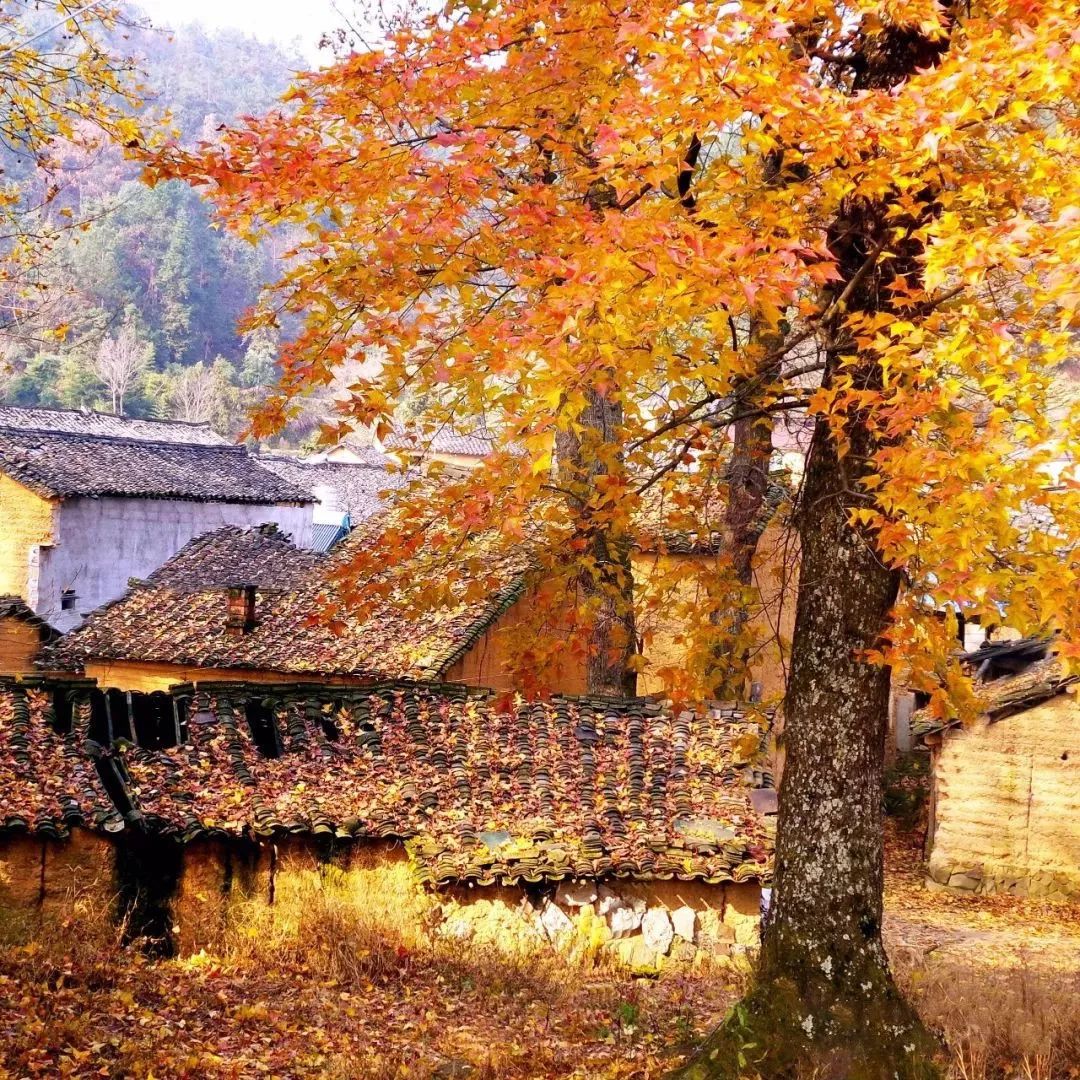 谁说江南无金秋？这座高铁直达的小县城靠一间仙气民宿，就撩到了无数隐居客