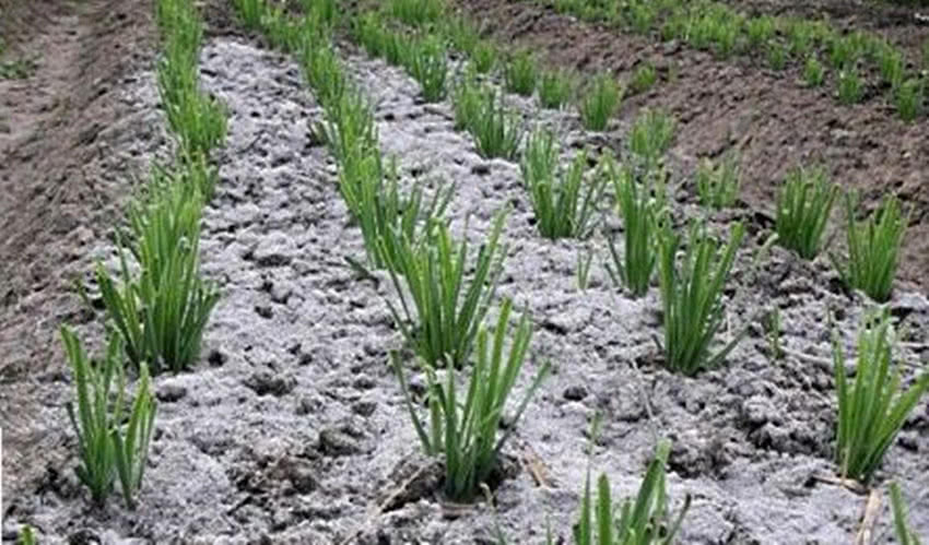 治菜青虫小土方，不用农药，也能省时省力去虫害