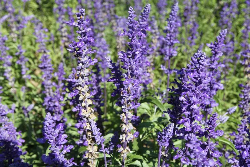包头花海景点,包头花海美景