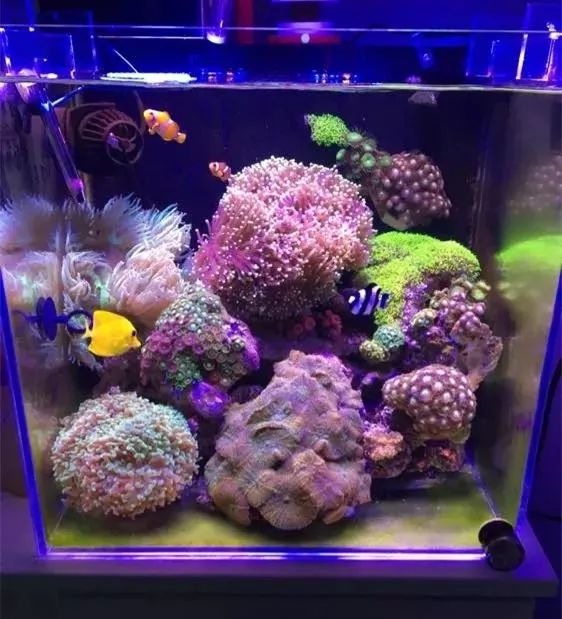 40方缸用背滤,小尺寸背滤