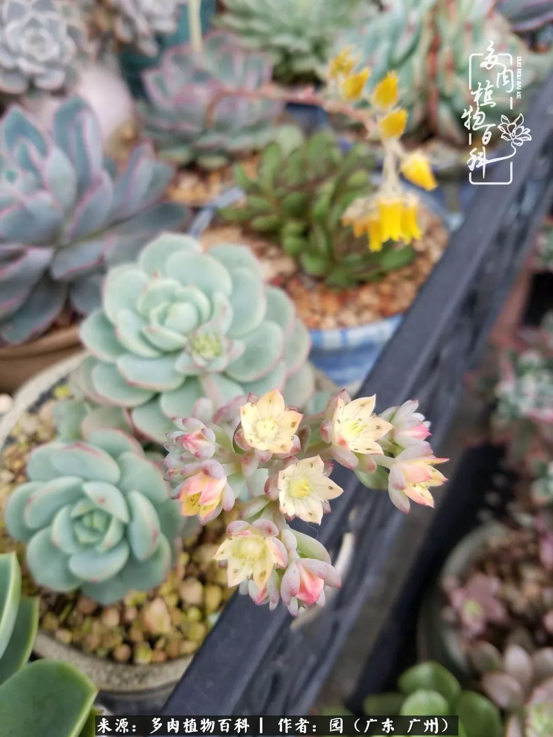 多肉粉色仙人球开花图片,开花最好看的多肉仙人球