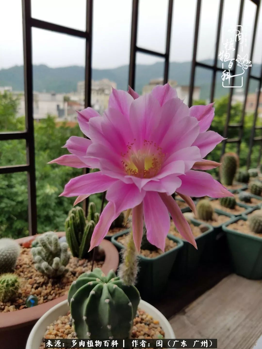 多肉粉色仙人球开花图片,开花最好看的多肉仙人球