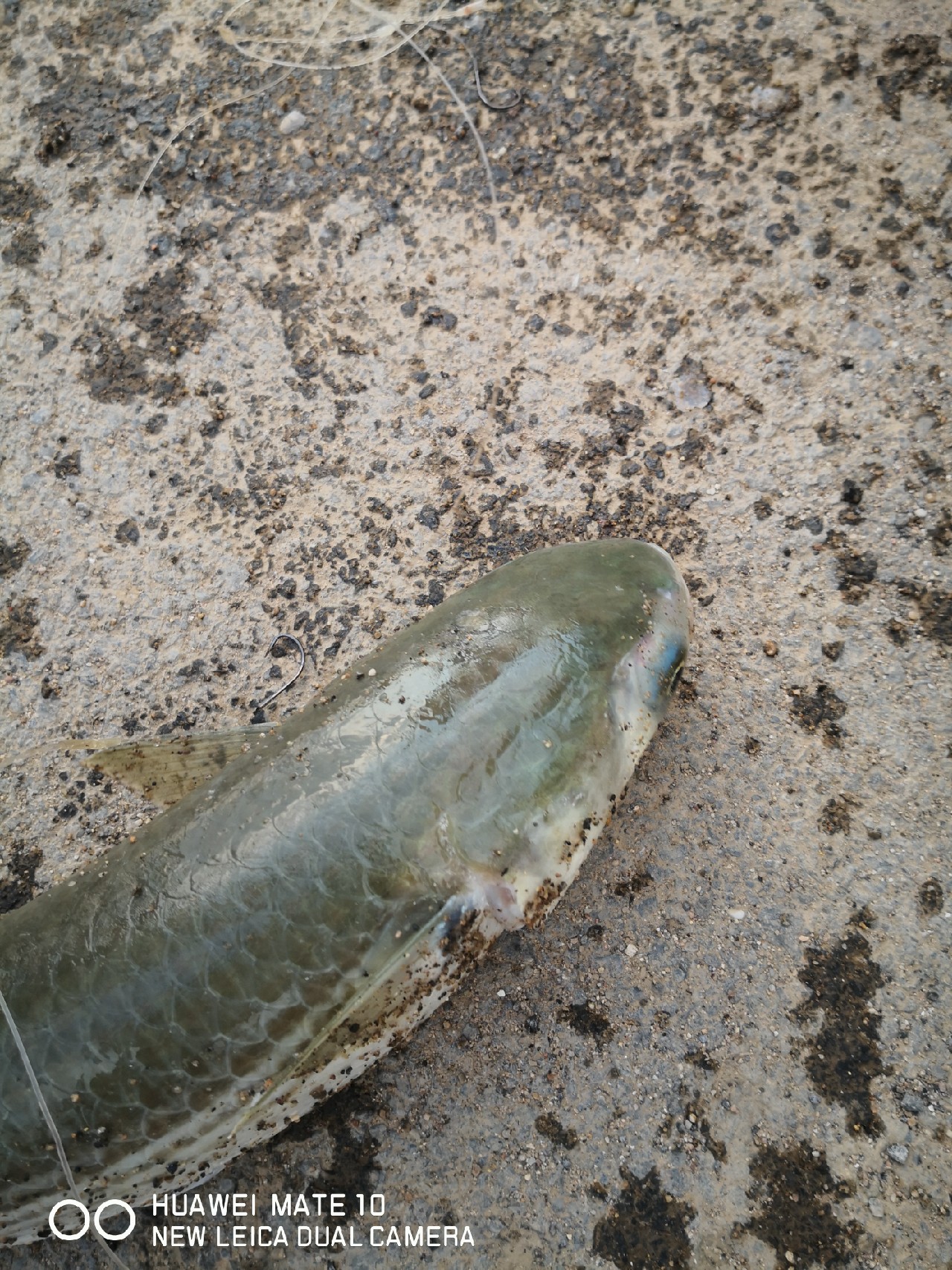 秋风起鲈鱼肥,秋风起虾蟹肥