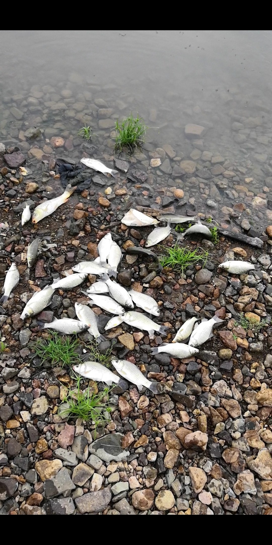 手里的竿水里的鱼,还有捡垃圾的真钓鱼人