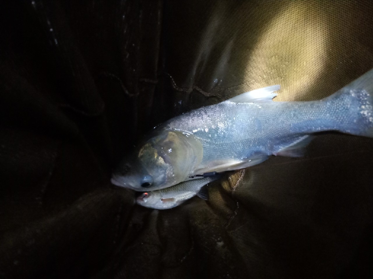 钓鱼已有几年，如今只能欣赏钓友钓鱼了...