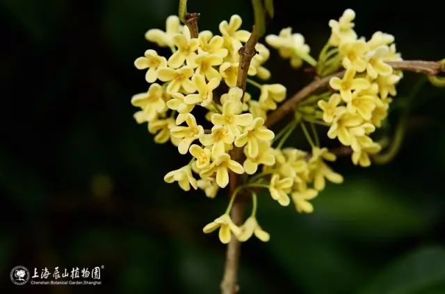 中秋佳节,聊一聊桂花的那些事儿~