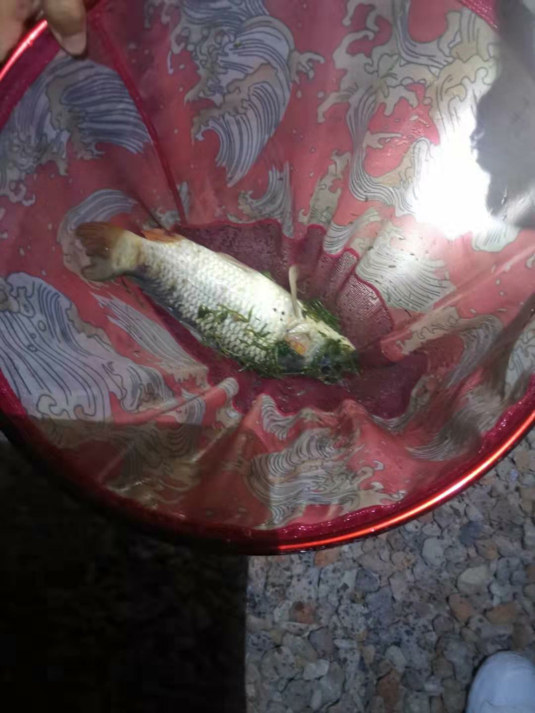 自制鲫鱼窝料没有味精,四季通用自制鲤鱼鲫鱼窝料