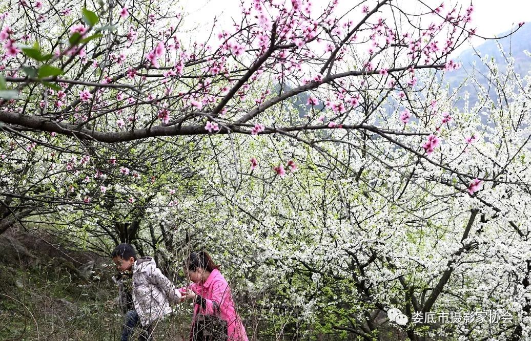 生态娄底美丽家园——【壮丽70年奋斗新时代】娄底首届风光摄影作品展览生态小品作品选登