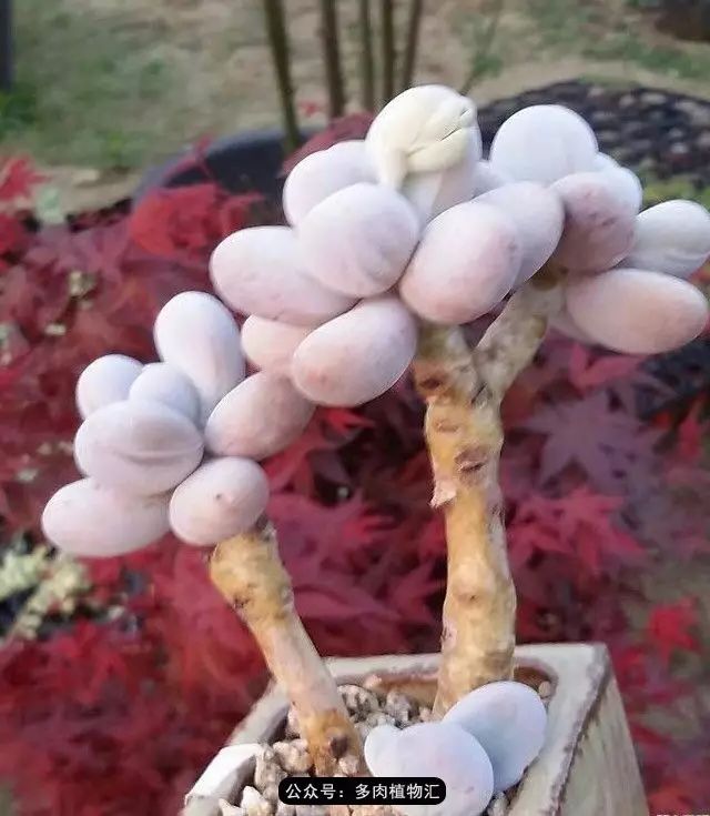 干奶酪怎么挑,奶酪如何挑选品牌