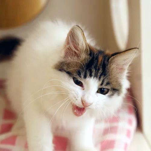 领养猫咪哪一种年龄最合适,领养一只小猫咪的十个理由