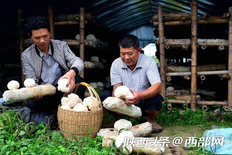 家庭农场增收致富,开办家庭农场带领农民增收致富