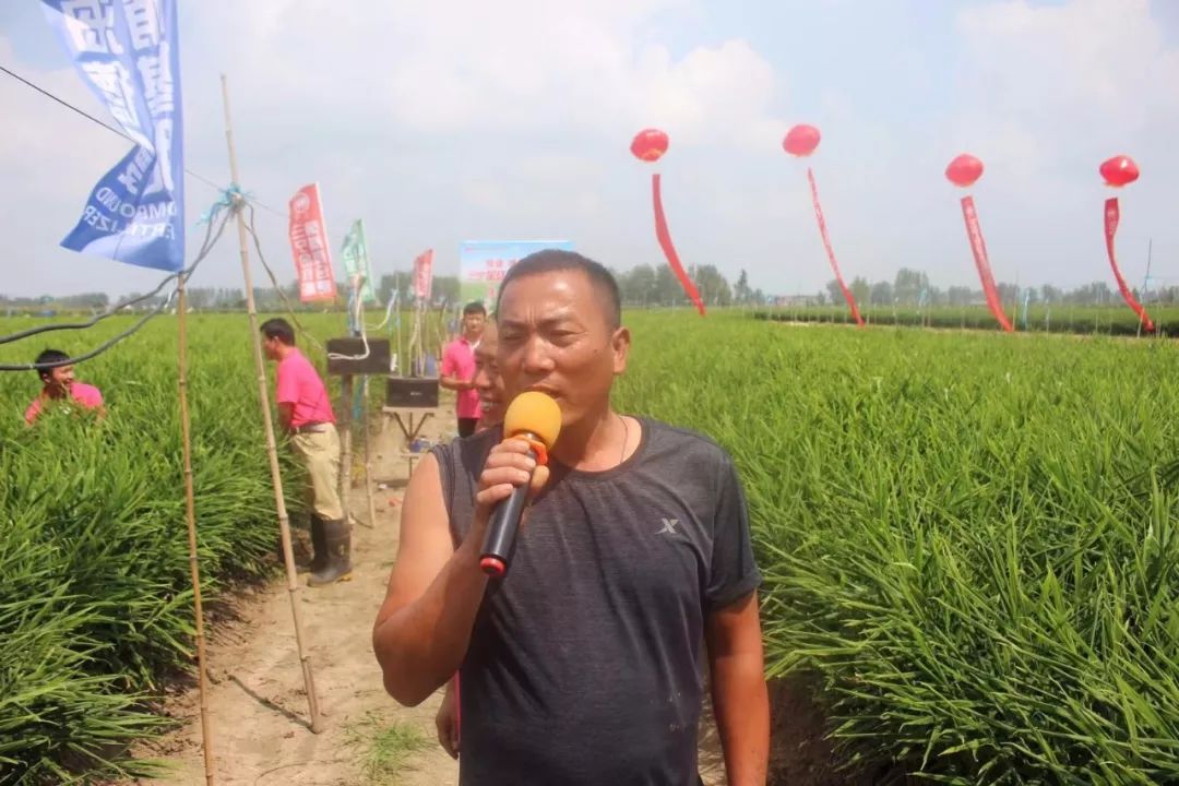 用三宁，打姜山！每亩多收6000元，农户喜开颜