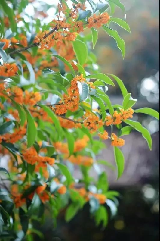 中秋佳节，聊一聊桂花的那些事儿~