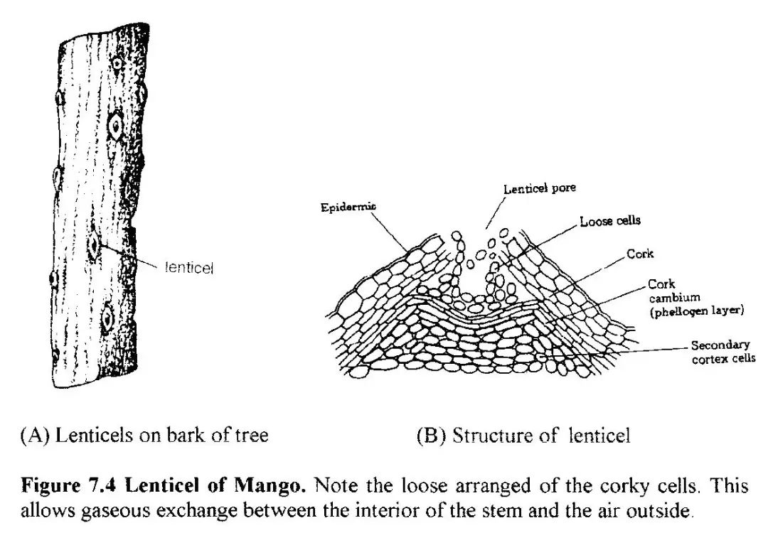 中秋佳节,聊一聊桂花的那些事儿~