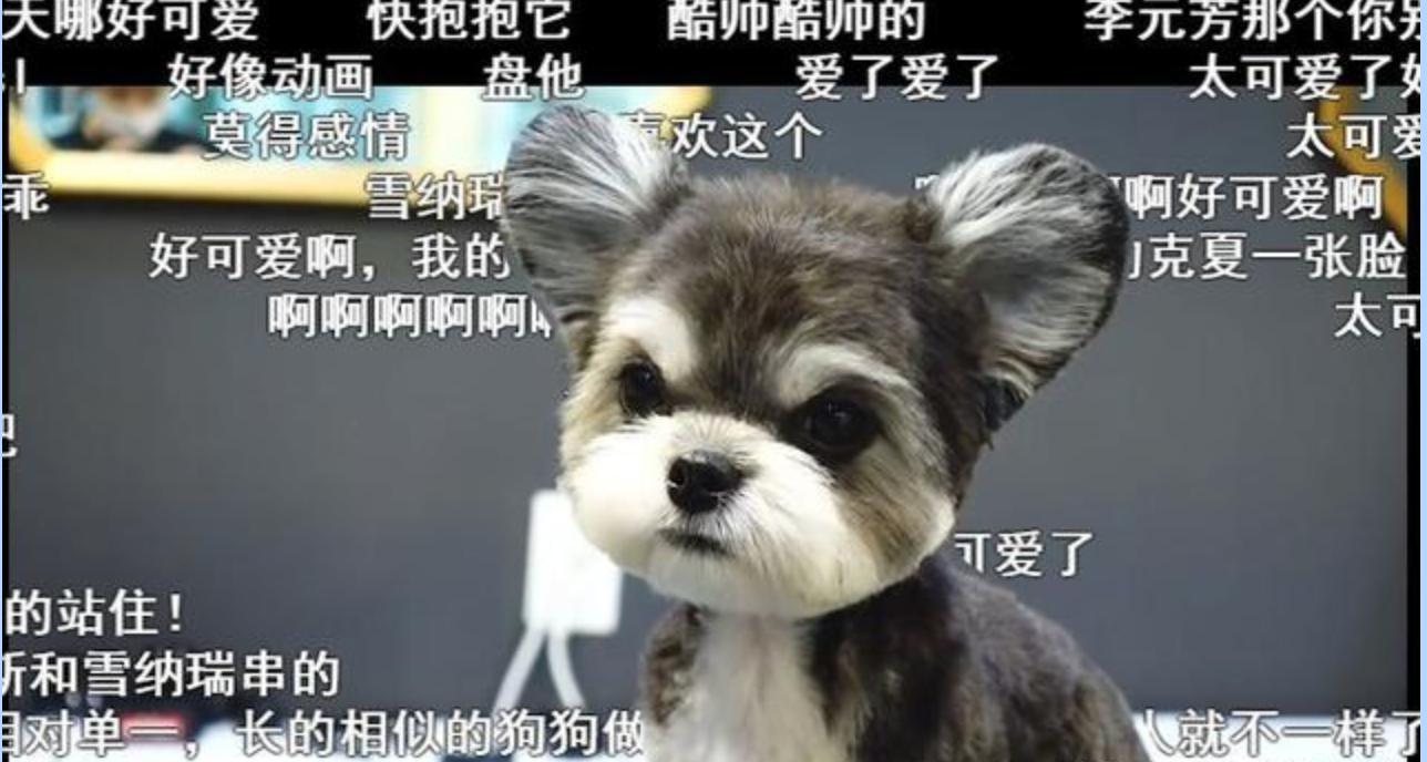 在网上爆火的一只狗,火爆全网的外国狗子