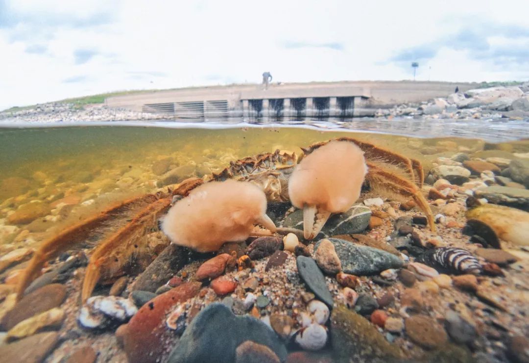大闸蟹做法简单又好吃,鹤龙湖大闸蟹哪家好吃