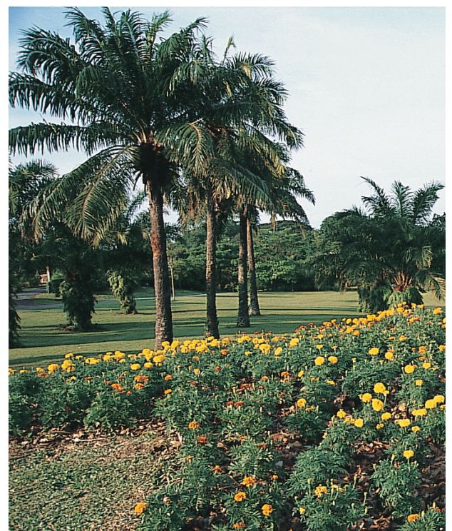识别树木的最快方法,真假树木鉴别方法