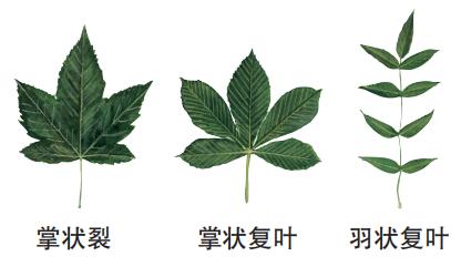 识别树木的最快方法,真假树木鉴别方法