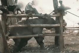 马戏团老虎逃脱后死亡,马戏团老虎脱逃最新结果