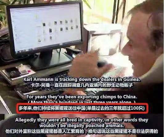 马戏团老虎逃脱后死亡,马戏团老虎脱逃最新结果