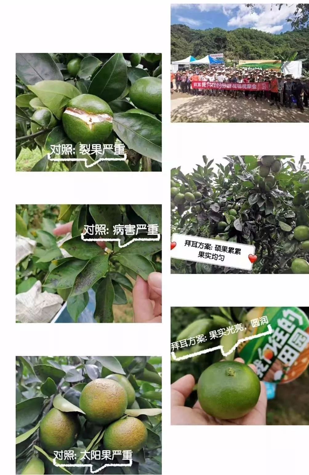 特早蜜桔前景,特早蜜桔一亩多少利润