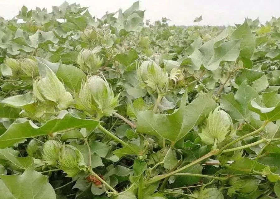 化肥氯化钾与硫酸钾的区别是什么,硫酸钾和氯化钾有什么区别