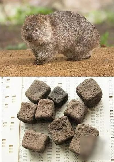 今年的搞笑诺贝尔奖,最搞笑的诺贝尔奖是什么