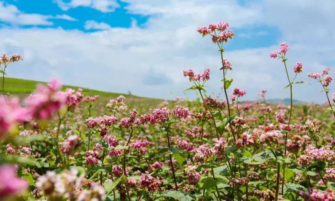 记忆里的昆明,昆明荞酒