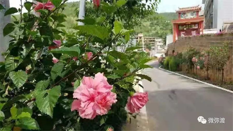 弥渡最富的村庄,弥渡德苴最美村庄