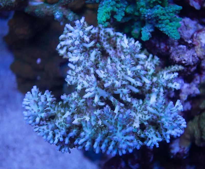 1.2米的缸需要多少沙,1.2米缸改造