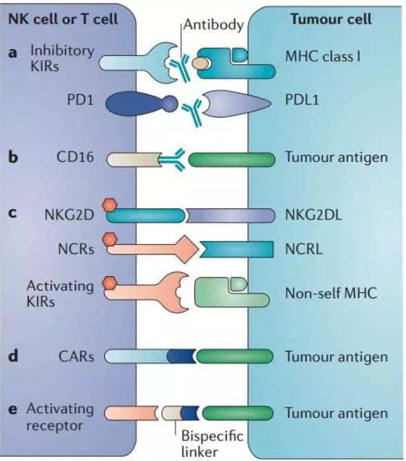 NKT细胞免疫治疗癌症技术最新消息,肿瘤nk细胞回输效果