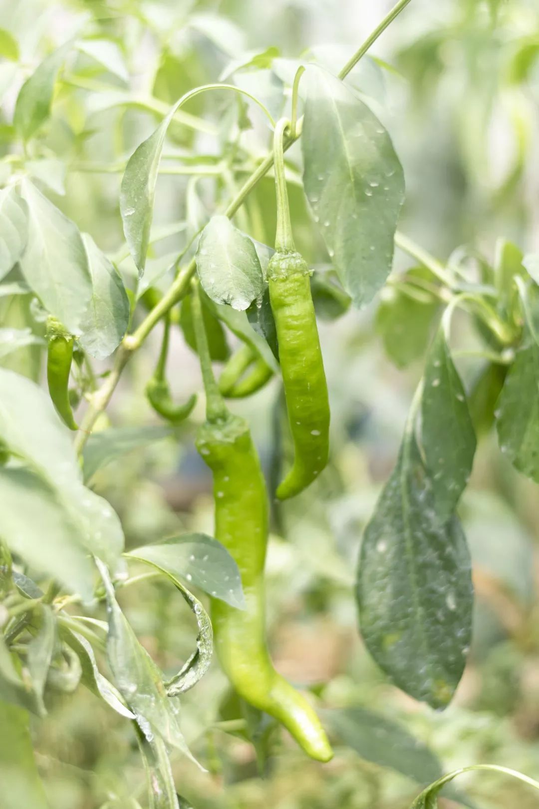 华农最“辣”博士：吃世界上最辣的椒，他还想研究辣味土豆？