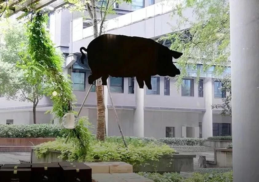 丁磊什么时候开始养猪,丁磊养的猪是什么品种