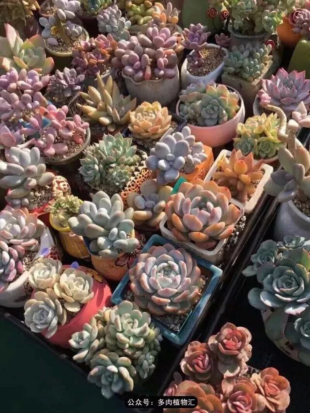 阳台如何让它变得很漂亮,怎么让阳台能种更多花