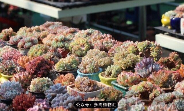 阳台如何让它变得很漂亮,怎么让阳台能种更多花