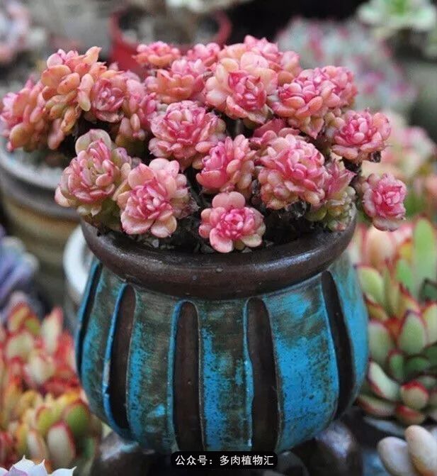 阳台如何让它变得很漂亮,怎么让阳台能种更多花