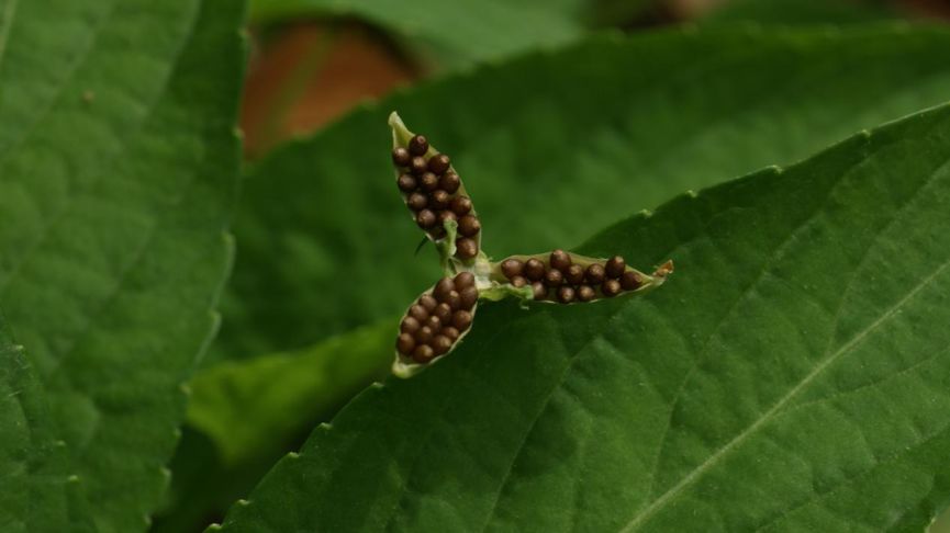 常绿地被植物推荐,地被植物科普