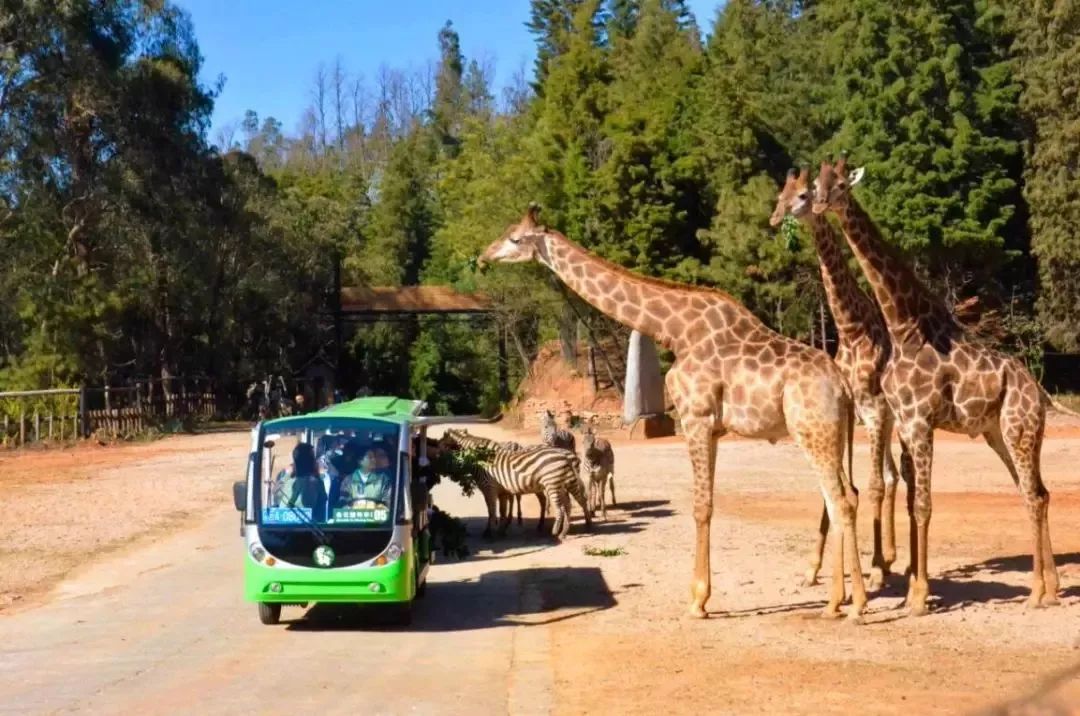 畅玩云南,畅玩永鸿动物园
