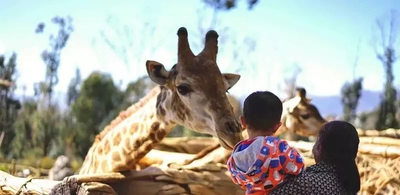 畅玩云南,畅玩永鸿动物园