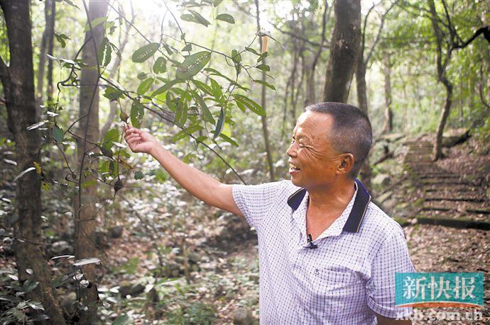动植物的天堂有哪些,如果植物有超凡能力