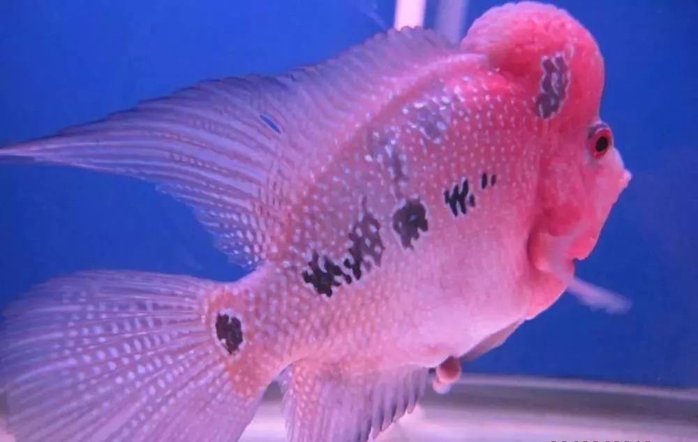 溃疡性肠炎有哪些症状如何治疗,猫胃肠炎的症状判断及治疗方法